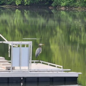 Heron sitting on BoardSafe adaptive kayak launch Lone Star Lake Park